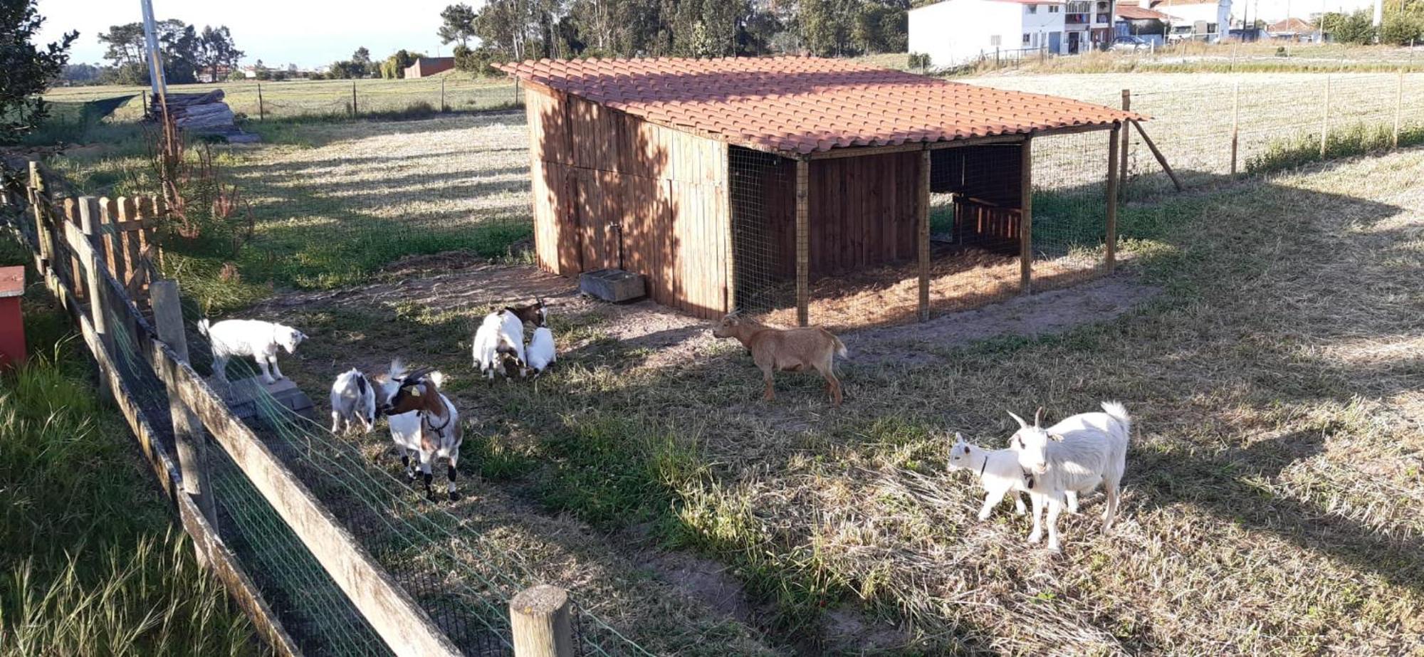 Casa Da Ria - Turismo Rural Ílhavo Buitenkant foto